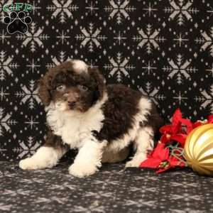 Undine, Toy Poodle Puppy